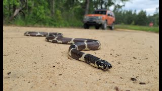 Massive Eastern Kingsnake!!!
