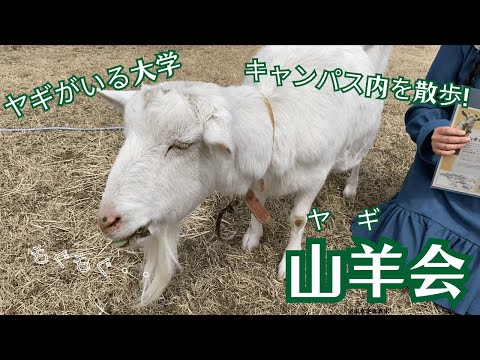 【尚絅学院大学】山羊会 編 【どんな課外活動があるの？新入生歓迎会でインタビュー】