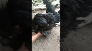 Download lagu ayam cemani kawin kontrak (ayam hias) #shorts mp3