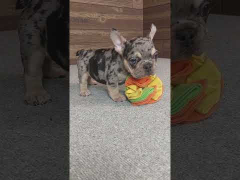 Video 3
