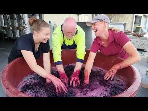 Ridgemill Estate ‘Pick Crush Plunge’ – Wine Immersive Experience