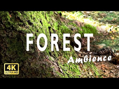 4K Forest Birdsong Film | 2 hours No Loop | Nature Ambience Sound Relaxing Sleep