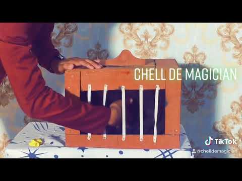 Amazing balloon changing to dove magic trick#Chell magic show