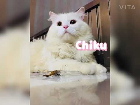 Introduction Of My Cat Family