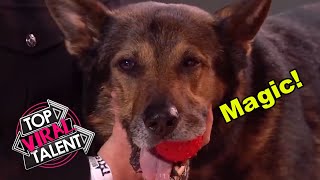 This CUTE POLICE DOG WOWS the Judges with a SURPRISING MAGIC TRICK!