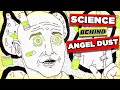 PCP The Science Behind The High
