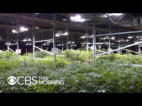 Is Marijuana Legal in New Jersey Right Now?