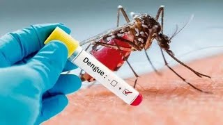 Dengue se dispara en Lima y ya existen más de 12 mil casos