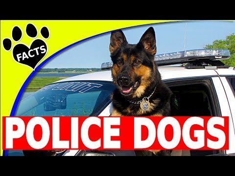 世界十大警犬品種 狗狗101警犬大全 (Top 10 Police Dog Breeds Around the World Dogs 101 Cop Dogs)