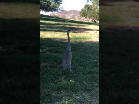 Blue Heron stopped to say hello