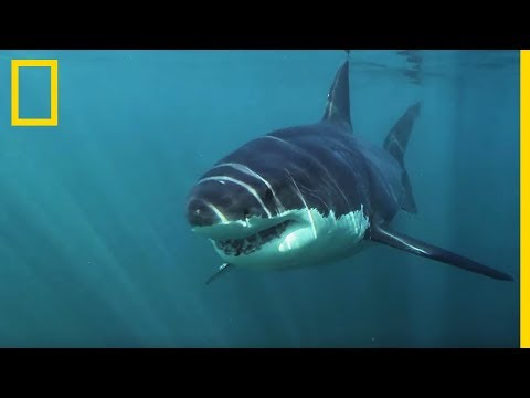 Le Grand requin blanc, seul requin à chasser en eaux froides