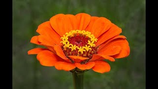 Homenagem aos inscritos no Canal 2022