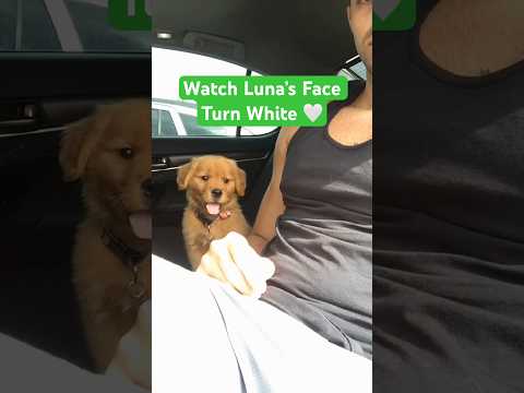 Watch my puppy’s face turn white 🤍 #goldenretriever #transformation #dogdad