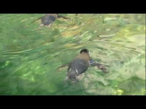 Зоопарк Барселоны. Пингвины.