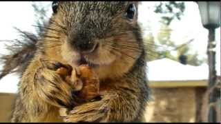 Very close HD of squirrel eating nuts