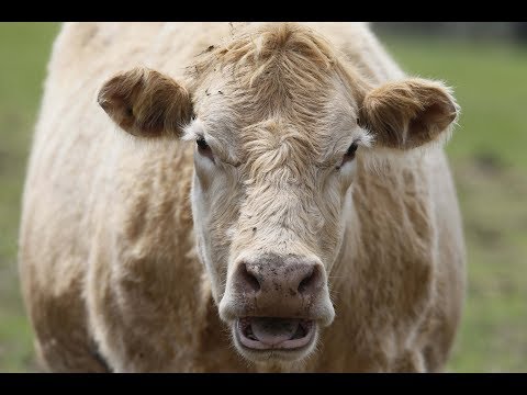 LILLEY UNLEASHED: Could Costco, Wendy's run out of...