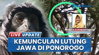 Penampakan Langka: Lutung Jawa Ditemukan di Ponorogo, Akan Dievakuasi BKSDA