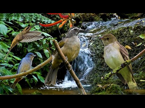 SINGING OF THE BIRDS IN THE ATLANTIC FOREST TO RELAX THE SOUL !!!!!