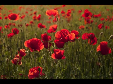 ANZAC Special - Operatunity Happiness Half Hour Episode 9