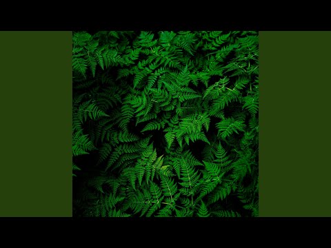 Bumpfire (feat. Lul trill) (Radio Edit)