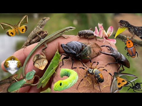 the most beautiful wild insects and unique reptiles around us