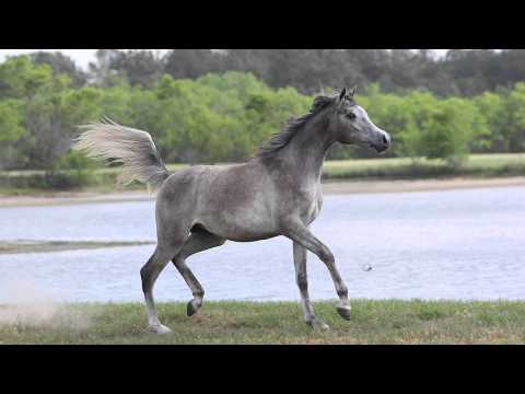 DeSha Wajba (Amaar Al Rayyan x DeSha Indeed)