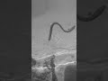 Movement Matters | The Bounce Worm | 6th Sense Fishing