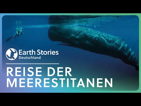 Doku: Pilgerstätte der Blauwale