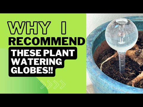 Review of these Plant Watering Globes