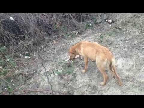 🐕Щенки на нашей улице.🐕