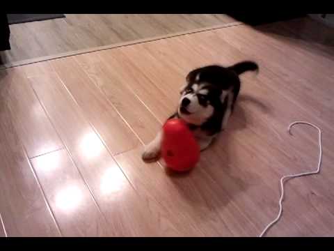 Siberian Husky puppy Laughy - Playing with Kong #2