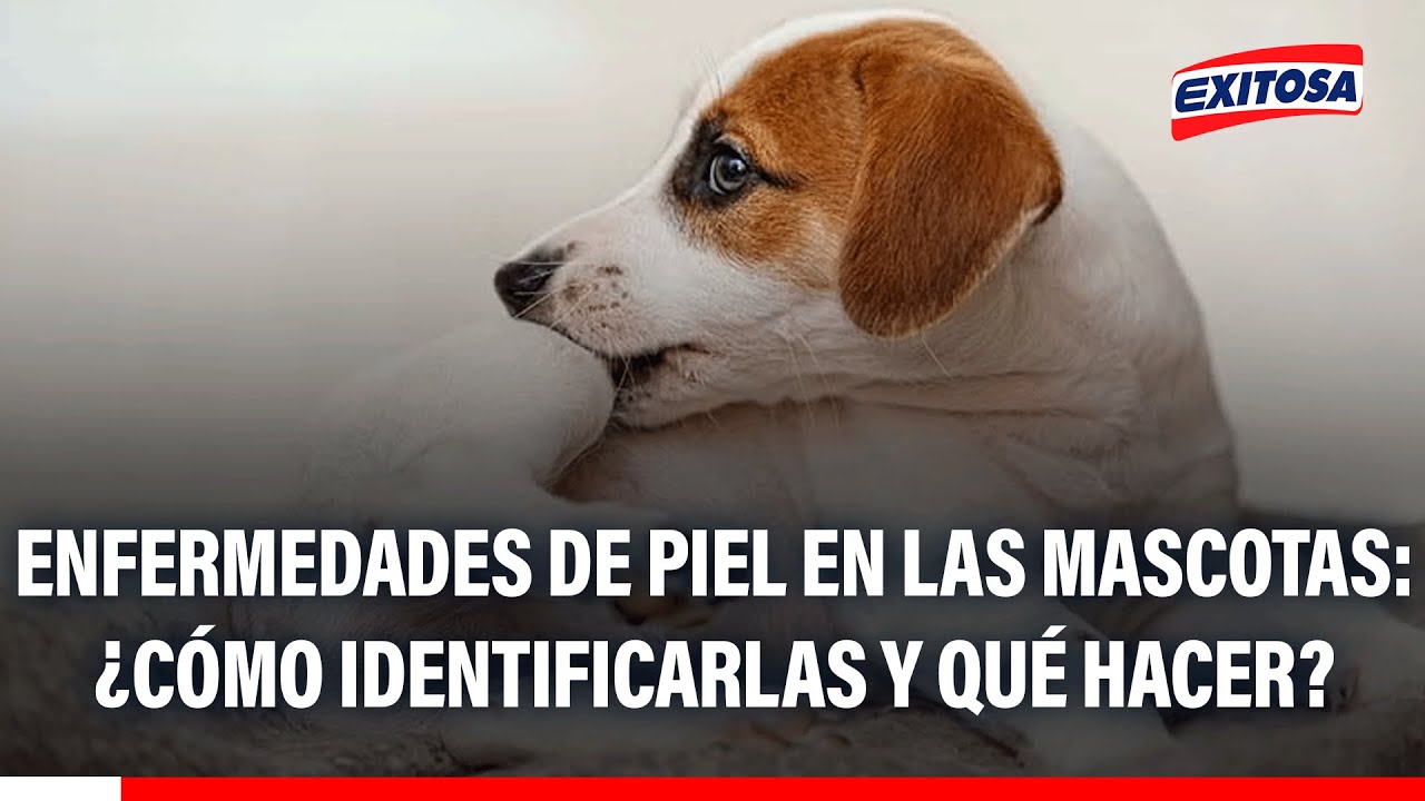 🔴🔵 Enfermedades de piel en las mascotas: ¿Cómo identificarlas y qué hacer?