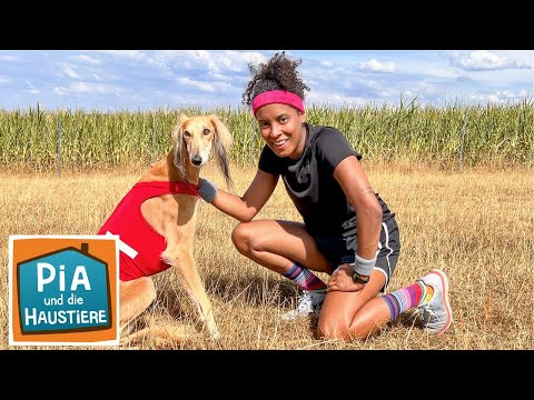 Saluki | Information für Kinder | Pia und die Haustiere