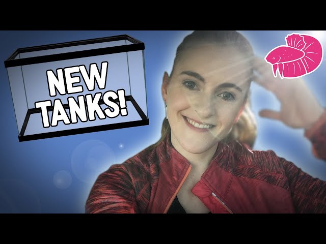 Shhh, Don't Tell My Husband How Many New Tanks I Just Bought - Daily Video Challenge #3