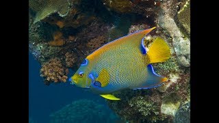 Cozumel Reefs Ultra HD