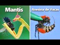 I Built Homes For Exotic Insects