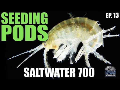 SEEDING Your Saltwater Tank With Copepods - Saltwater 700