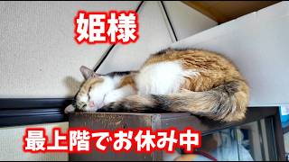 2026.5.13  三毛猫フミ姫様　最上階でお休み