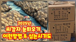 씨감자 눈틔우기 시작 수미감자 충북 괴산 풀뿌리농장 자연특별시괴산 [감자재배방법]