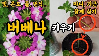 버베나 키우기! 버베나 빛, 온도, 물주기, 번식!! #엉클플랜트 #식물키우기 #공기정화식물