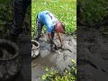 Mud-Wrestling Mastery: How Fishermen Turn Murky Waters into a Bounty