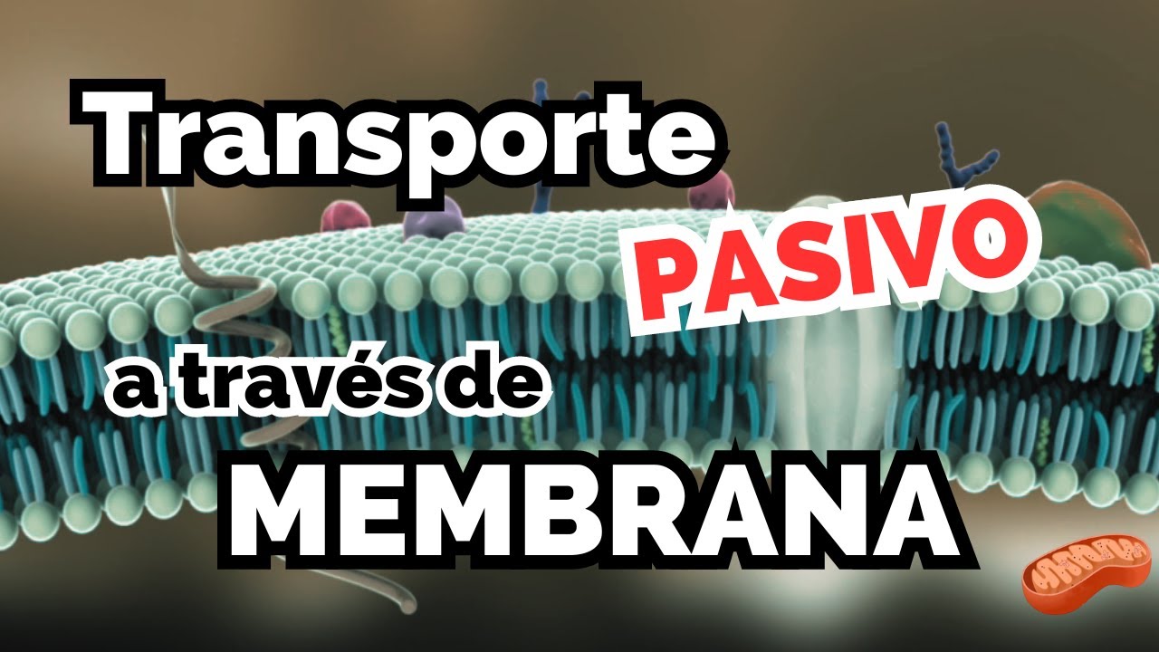 Transporte PASIVO a través de membrana 👩‍🏫 Difusión simple, facilitada, ósmosis