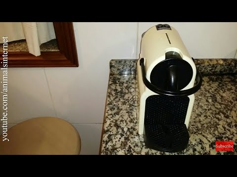 download lagu mp3 mp4 How To Clean Nespresso Krups, download lagu How To Clean Nespresso Krups gratis, unduh video klip How To Clean Nespresso Krups