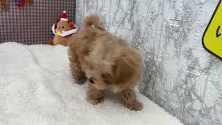 ハーフ犬の動画01