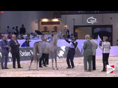 N.65 ZAINAH - Dubai 2016 - Fillies 2 years old (Class 3)