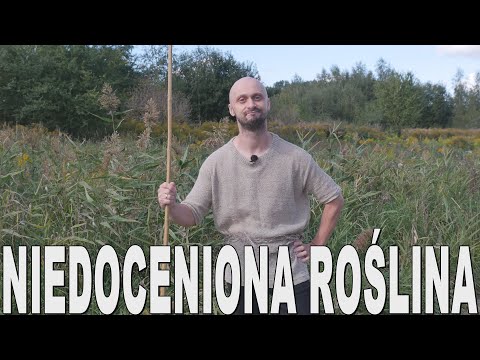 Niedoceniona roślina – historia konopi. Historia Bez Cenzury