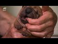 Shar Pei - These Wrinkly Shar-Pei Pups Are Learning To Be The Best Guard Dogs! | Too Cute!