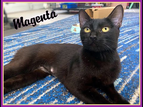 Meet Magenta, the young, beautiful Bombay girl!