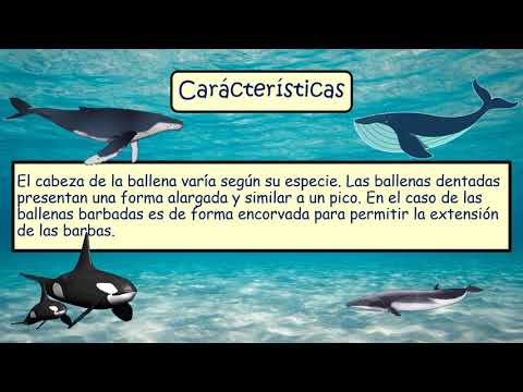La ballena