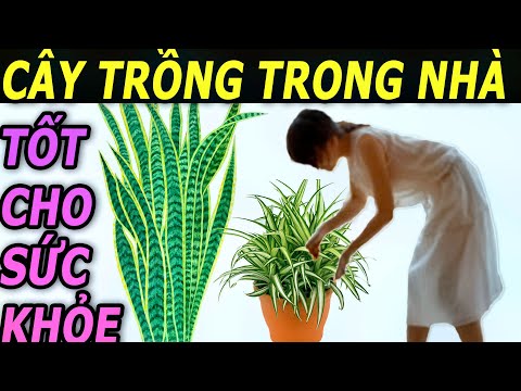 , title : '8 Loại cây trồng trong nhà tốt nhất cho sức khỏe'